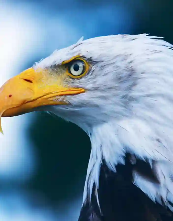 Vithövdad havsörn i Alaska