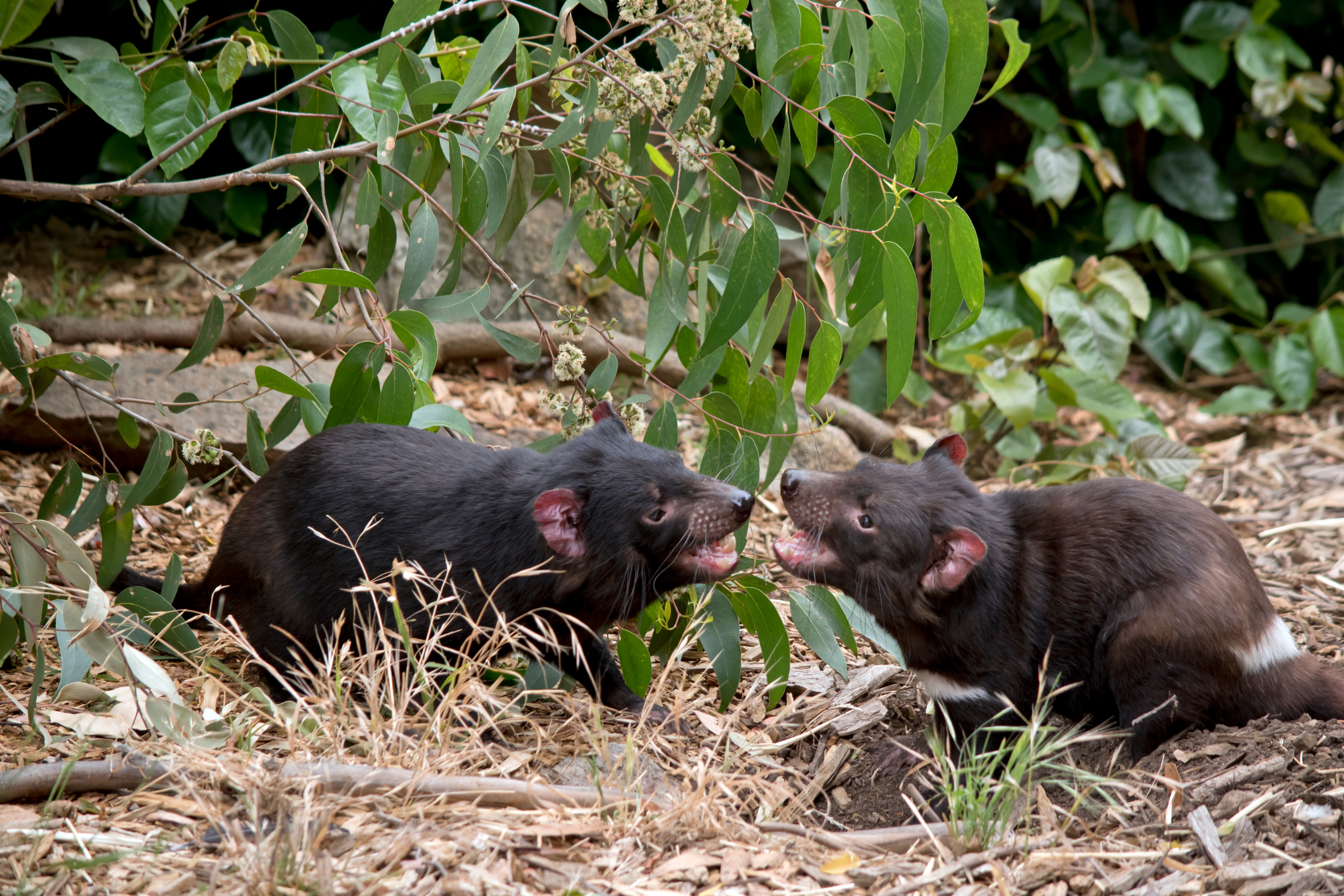 Tasmanian Devils