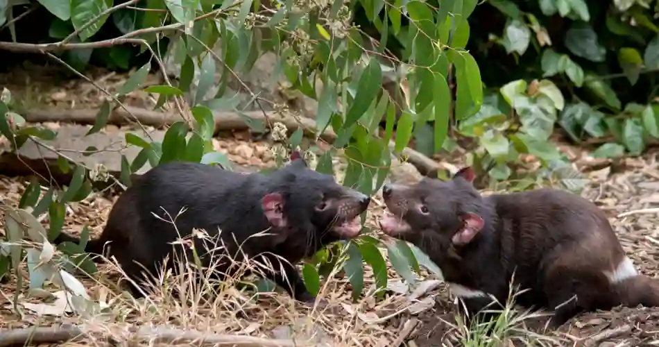 Tasmanian Devils
