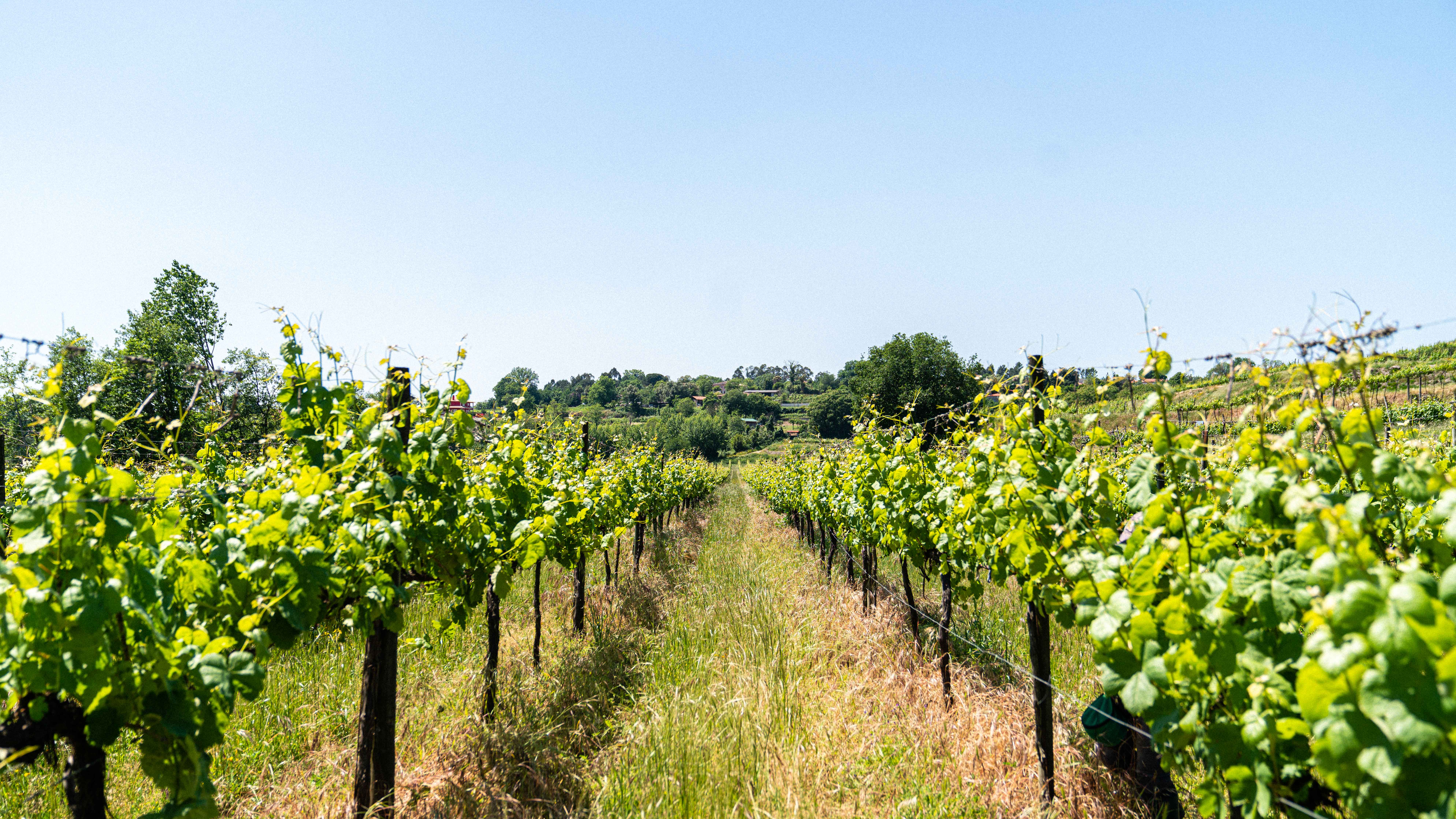 Vinmarker hos Quinta Solar das Bouças