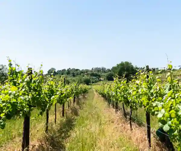 Vinmarker hos Quinta Solar das Bouças