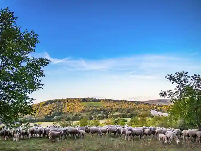 Får blandt vinmarkerne