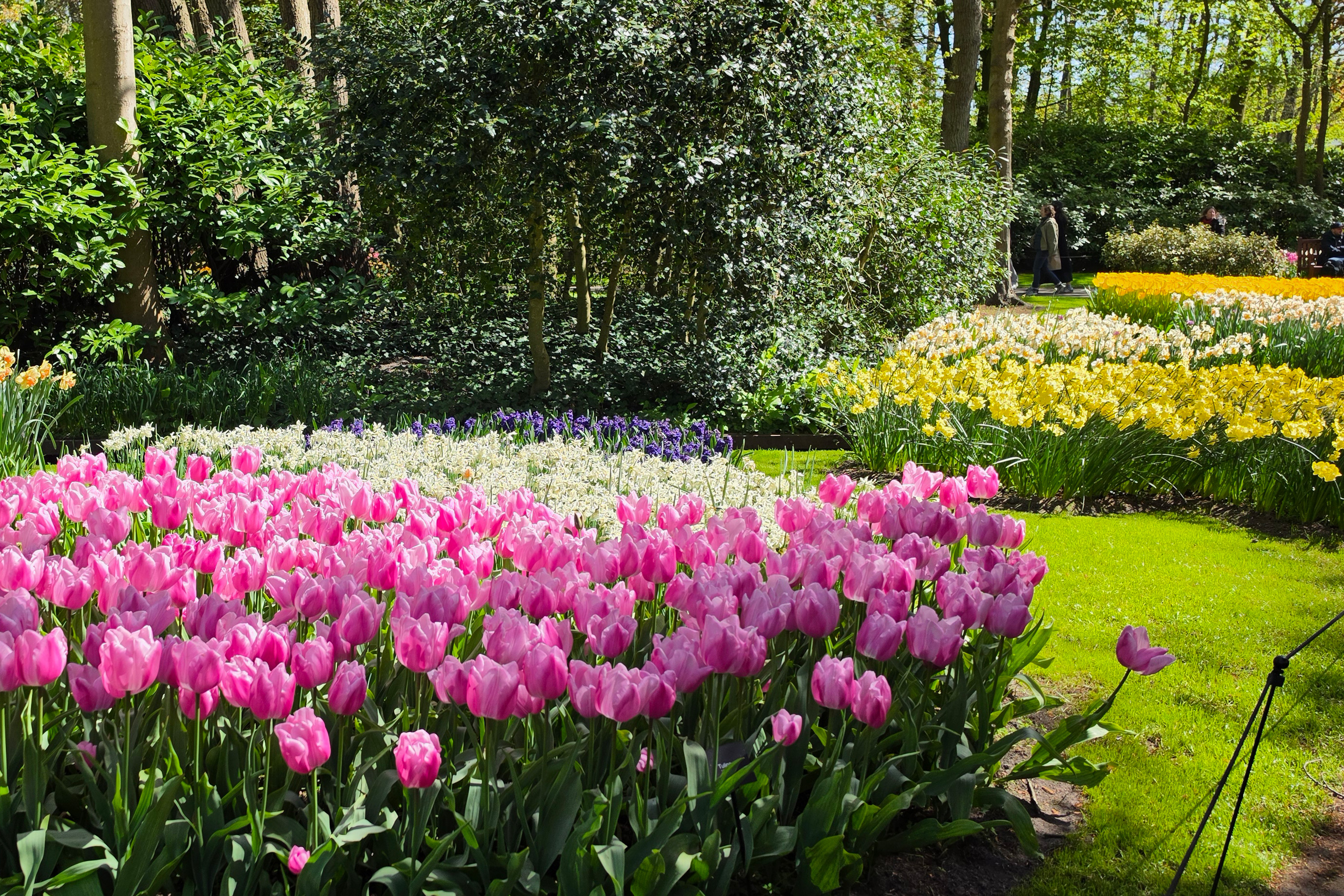 Blomsterprakt i Keukenhof
