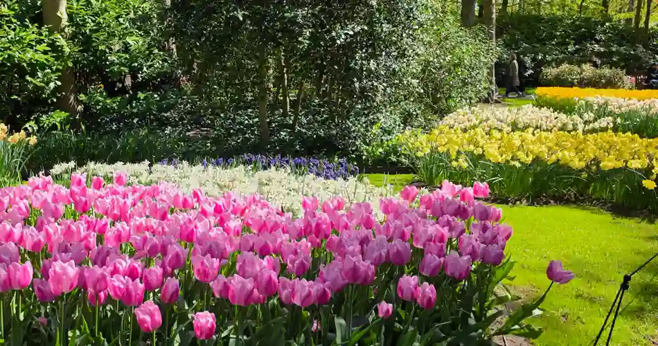 Blomsterprakt i Keukenhof