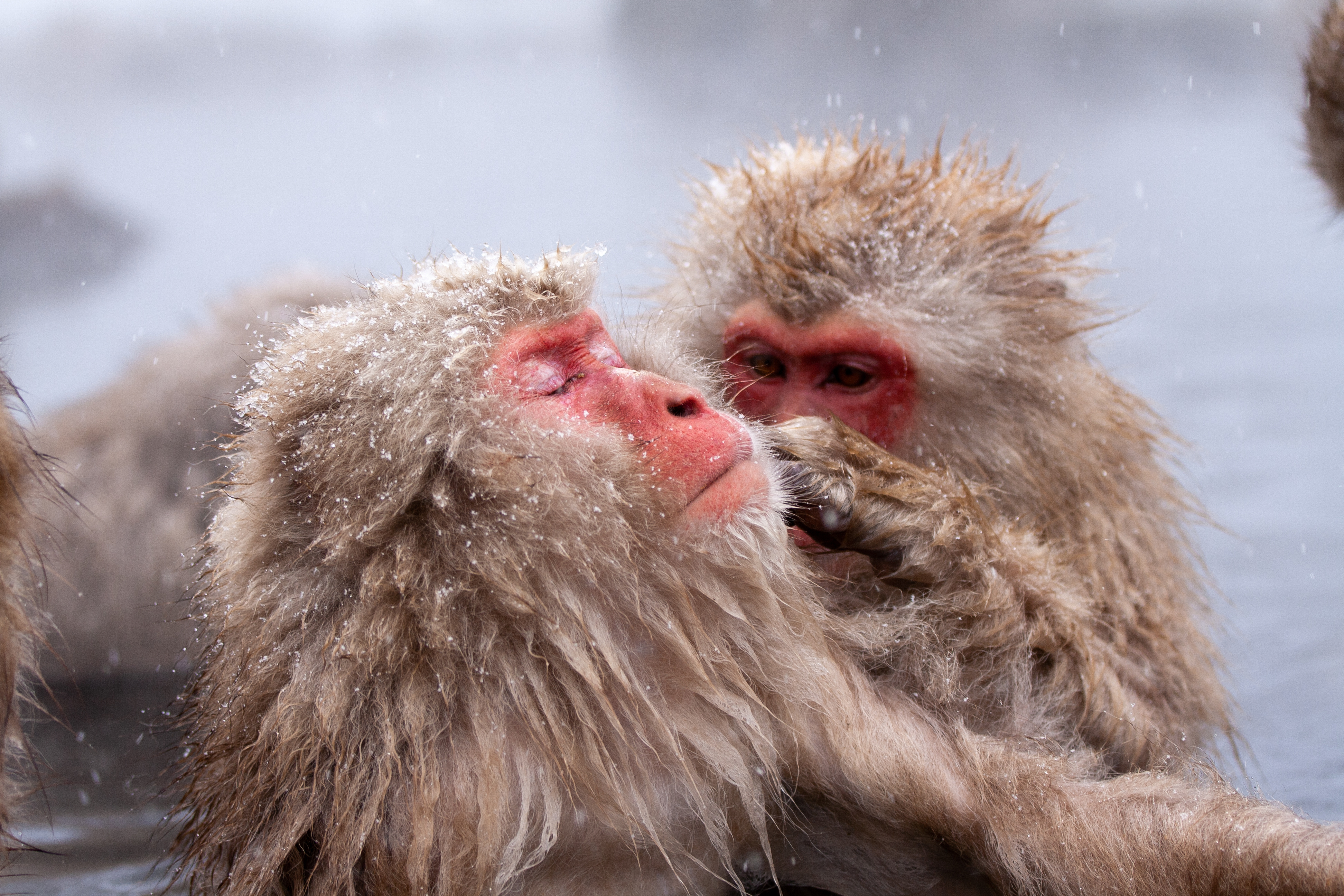 Sneaber, japanske makakaber