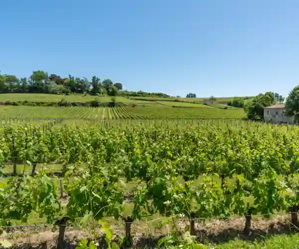 Vinmarker ved Libourne