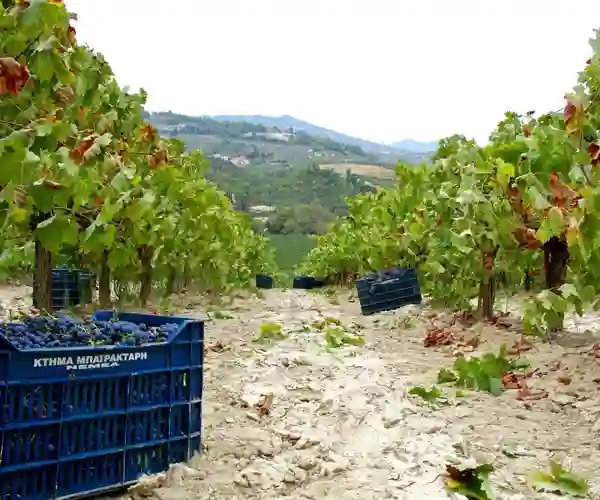 Bairaktaris vingård