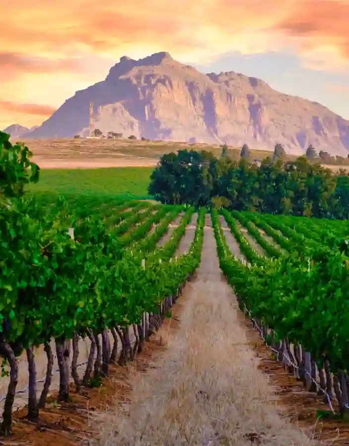 Vinlandskap i Stellenbosch