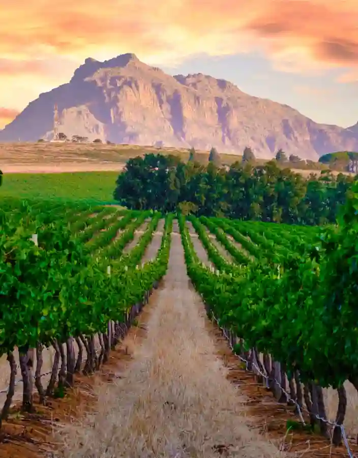 Vinlandskap i Stellenbosch