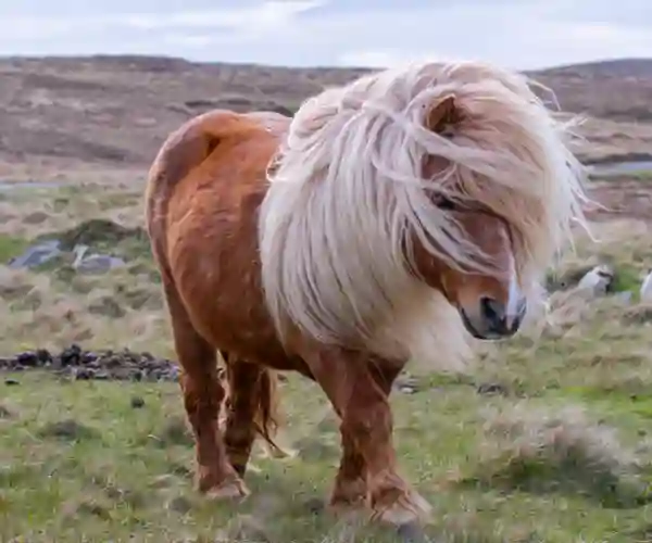 Shetlandspony