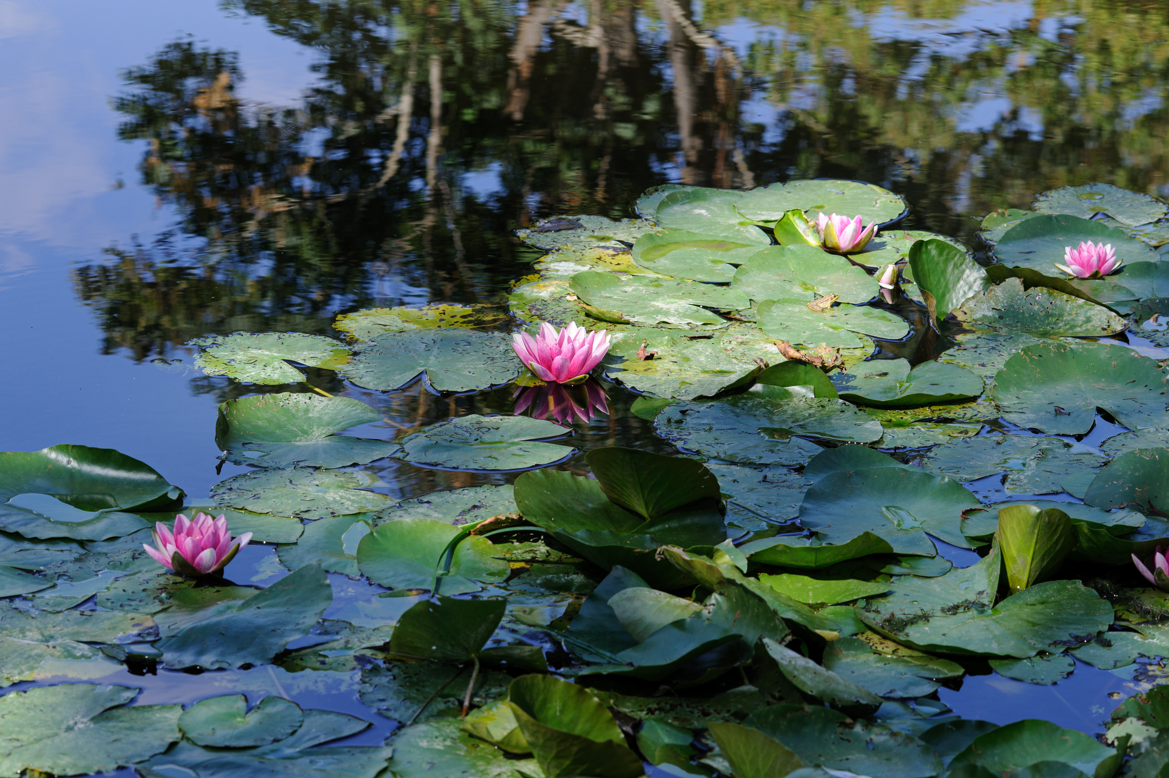 Vandliljer - Giverny 