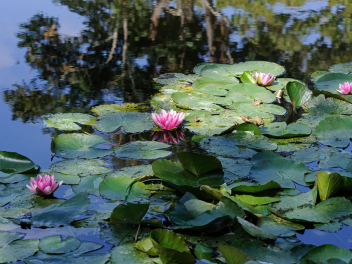 Vandliljer - Giverny