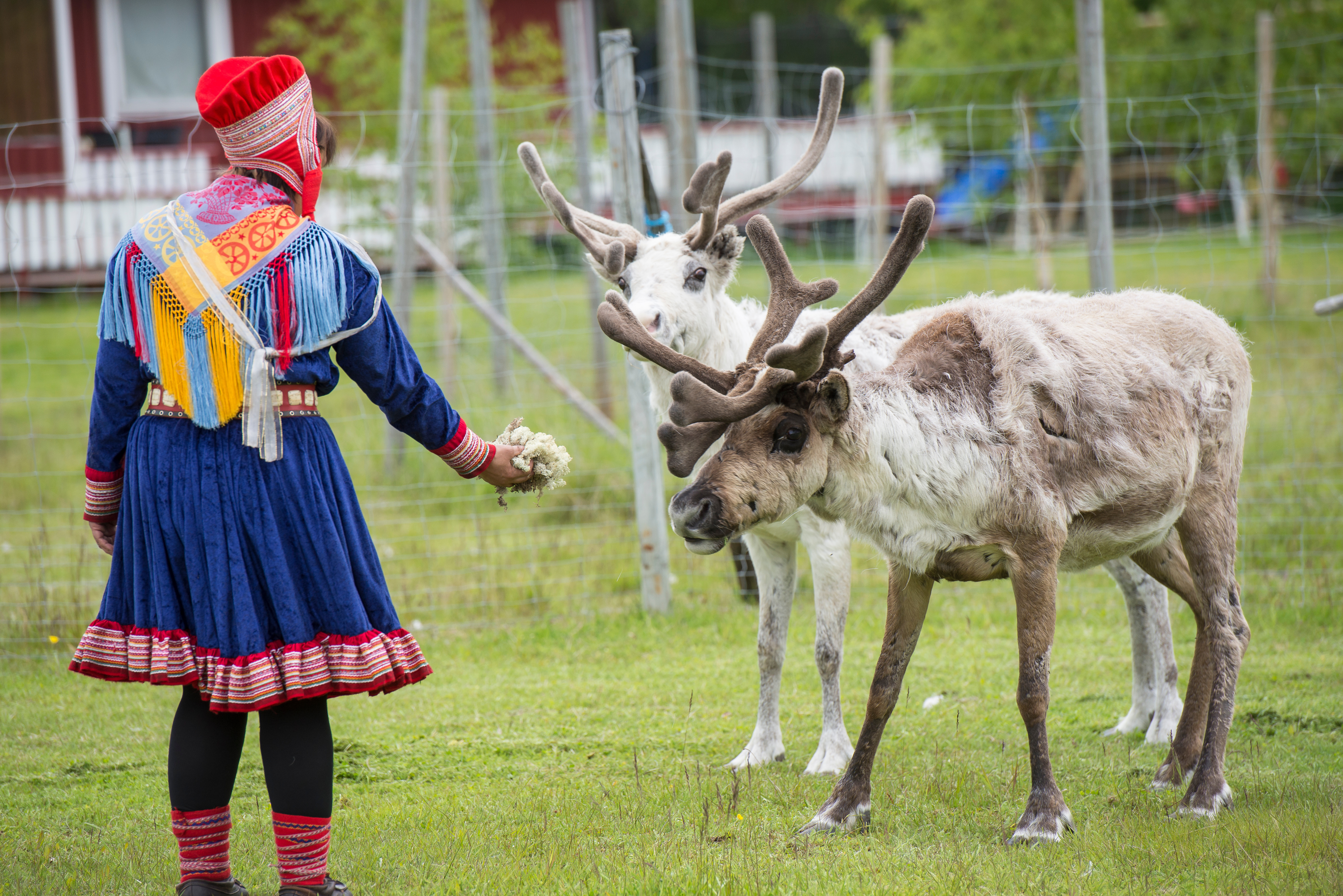 Tag med på et nordisk eventyr