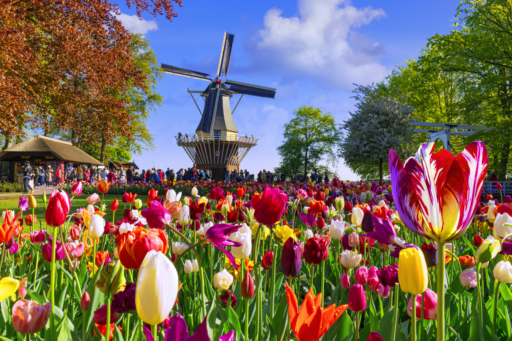 Keukenhof