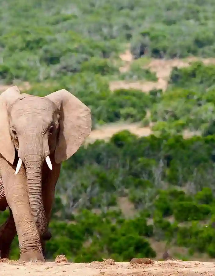 Elefant på savannen