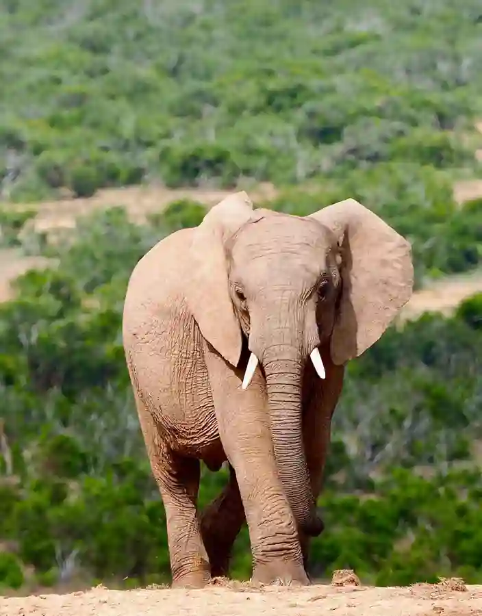Elefant på savannen