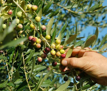 En olivengård i Catalonia