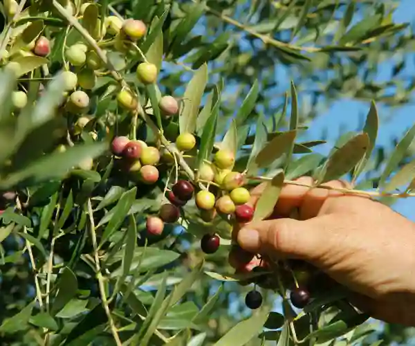 En olivengård i Catalonia