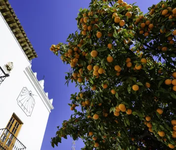Plaza De Los Naranjos, Marbella