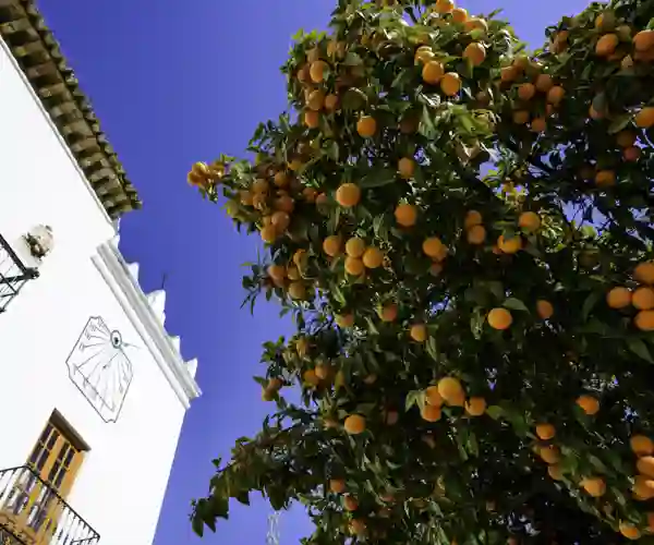 Plaza De Los Naranjos, Marbella