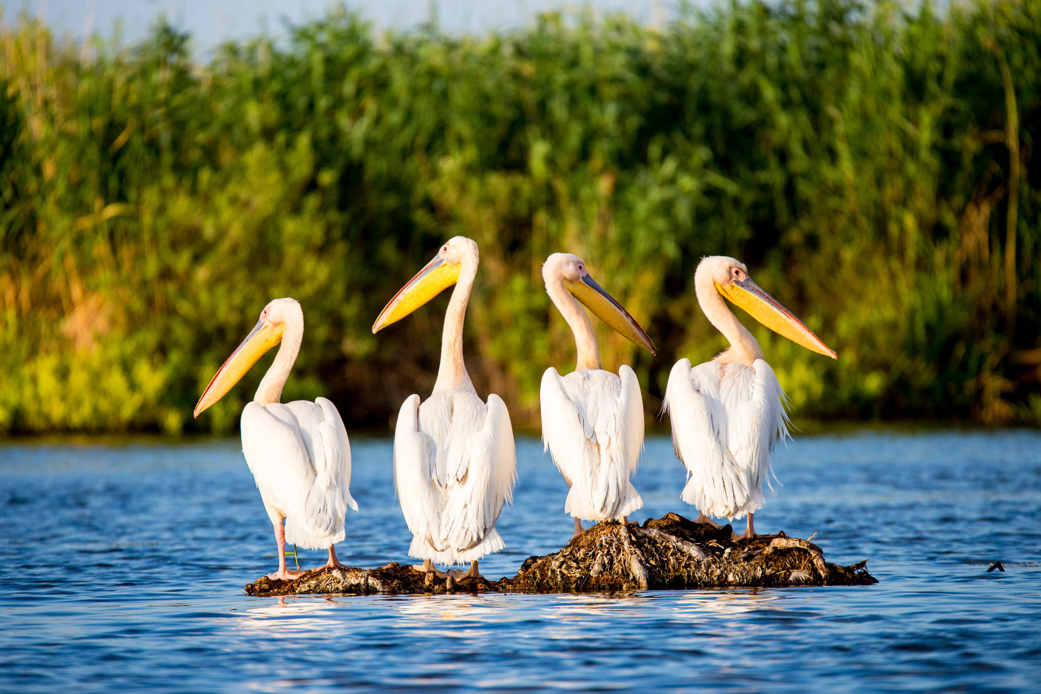 Donaudelta