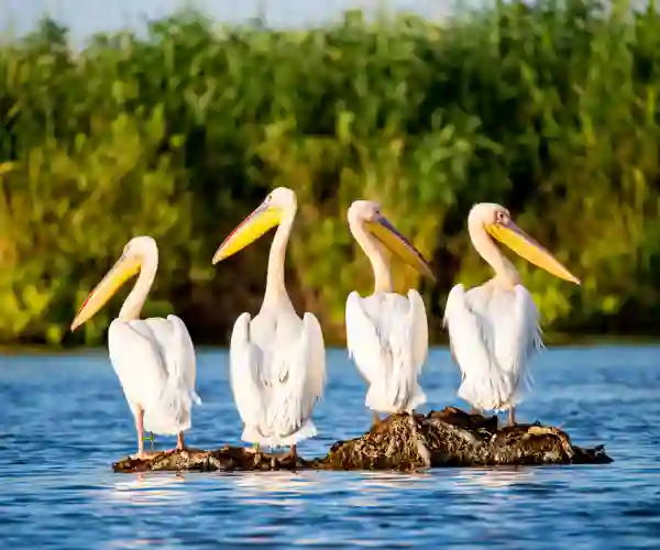 Donaudelta