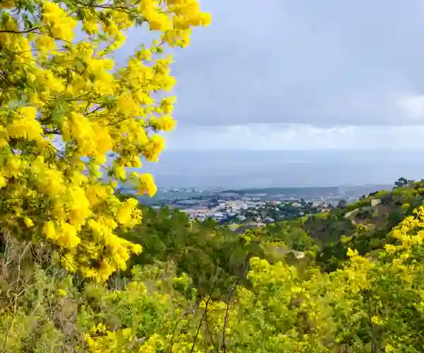 Mandelieu La Napoule