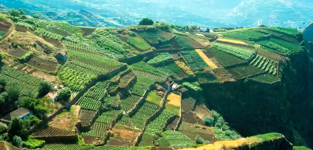 Landbrug på Madeira