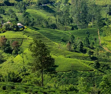 Udsigt fra Lipton’s Seat