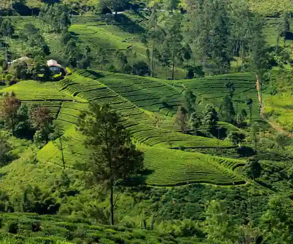 Udsigt fra Lipton’s Seat