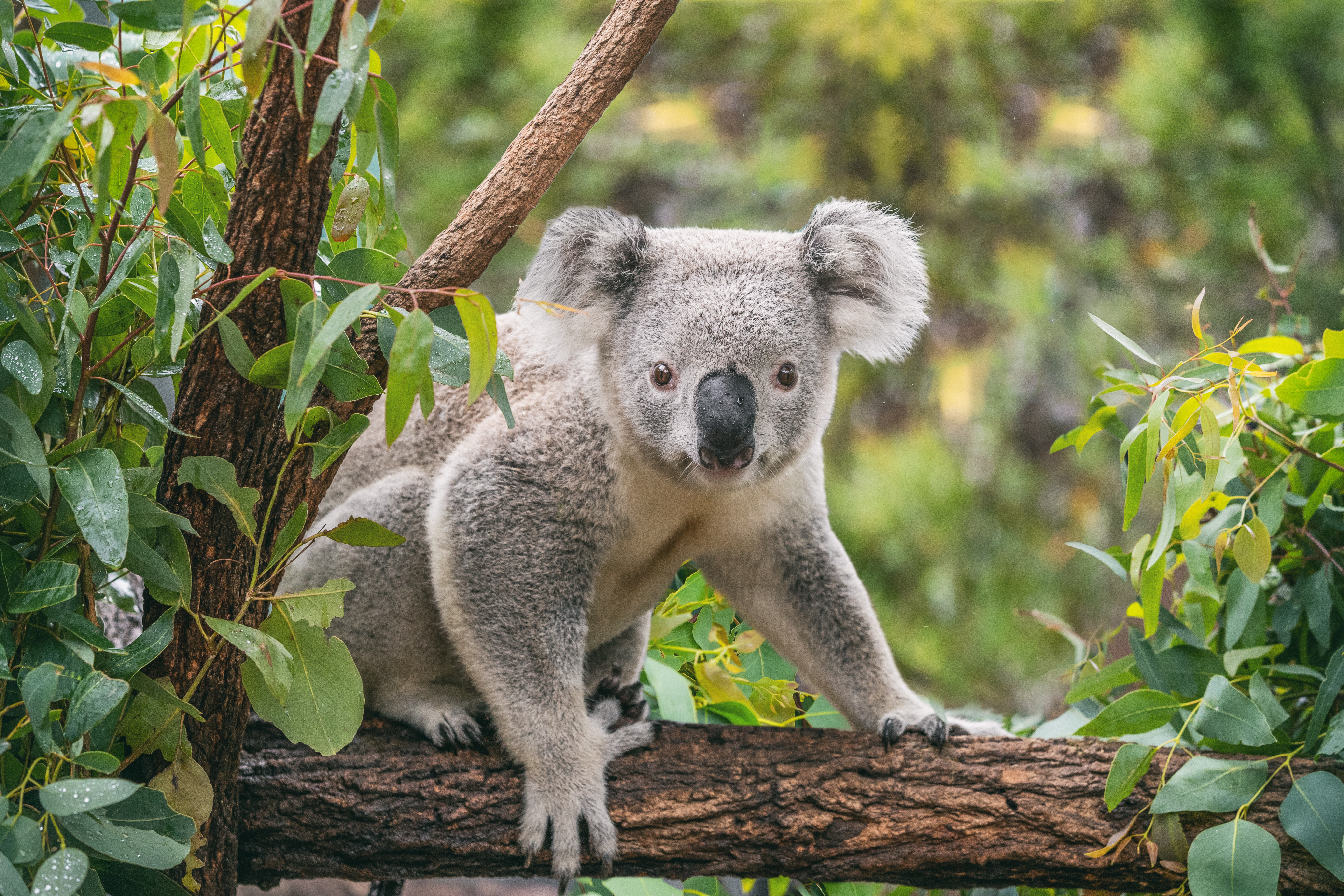 Koala
