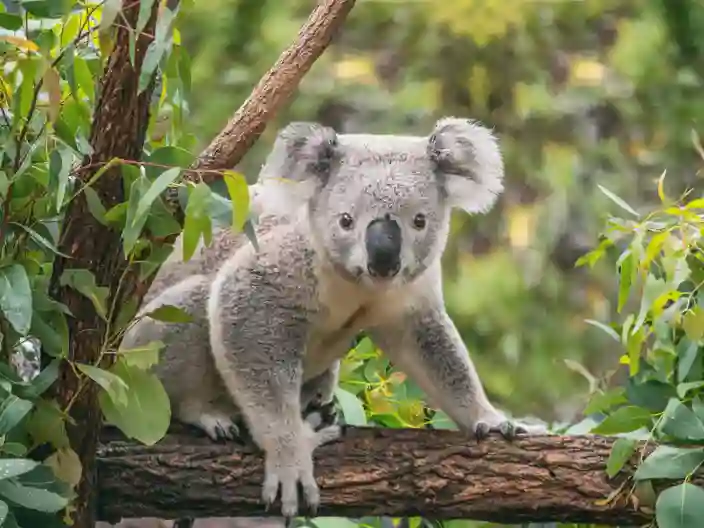 Koala
