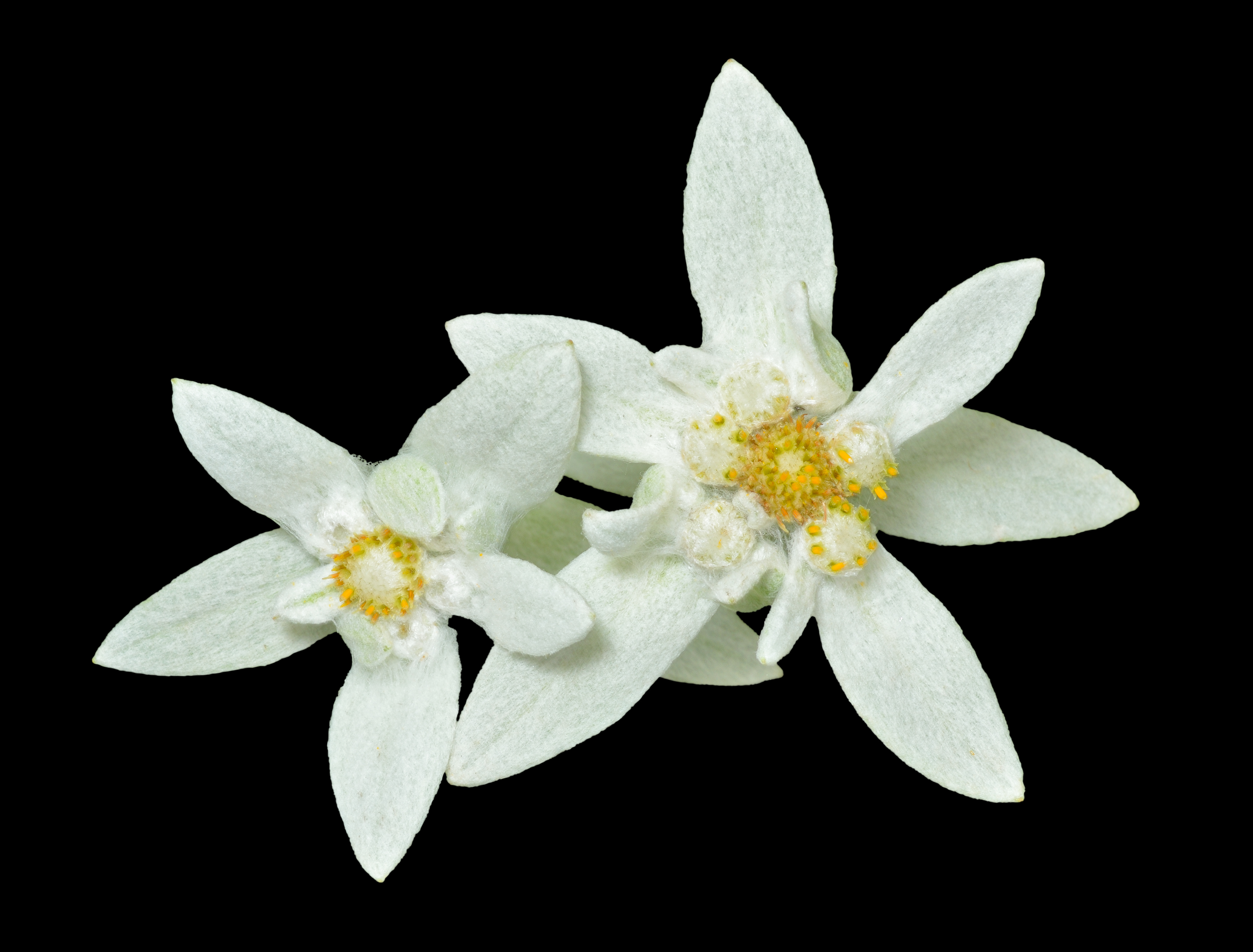 Edelweiss 