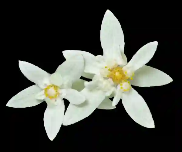 Edelweiss
