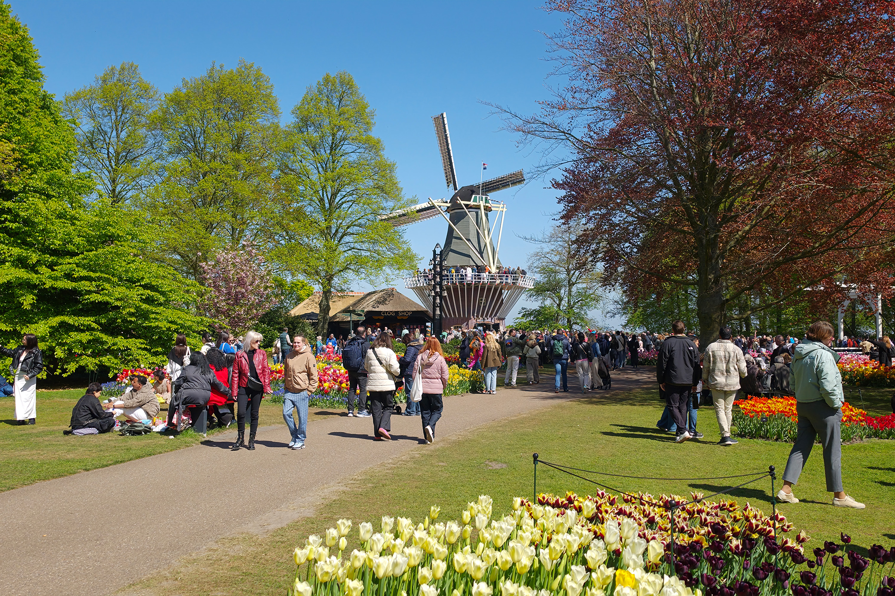 Blomsterprakt i Keukenhof