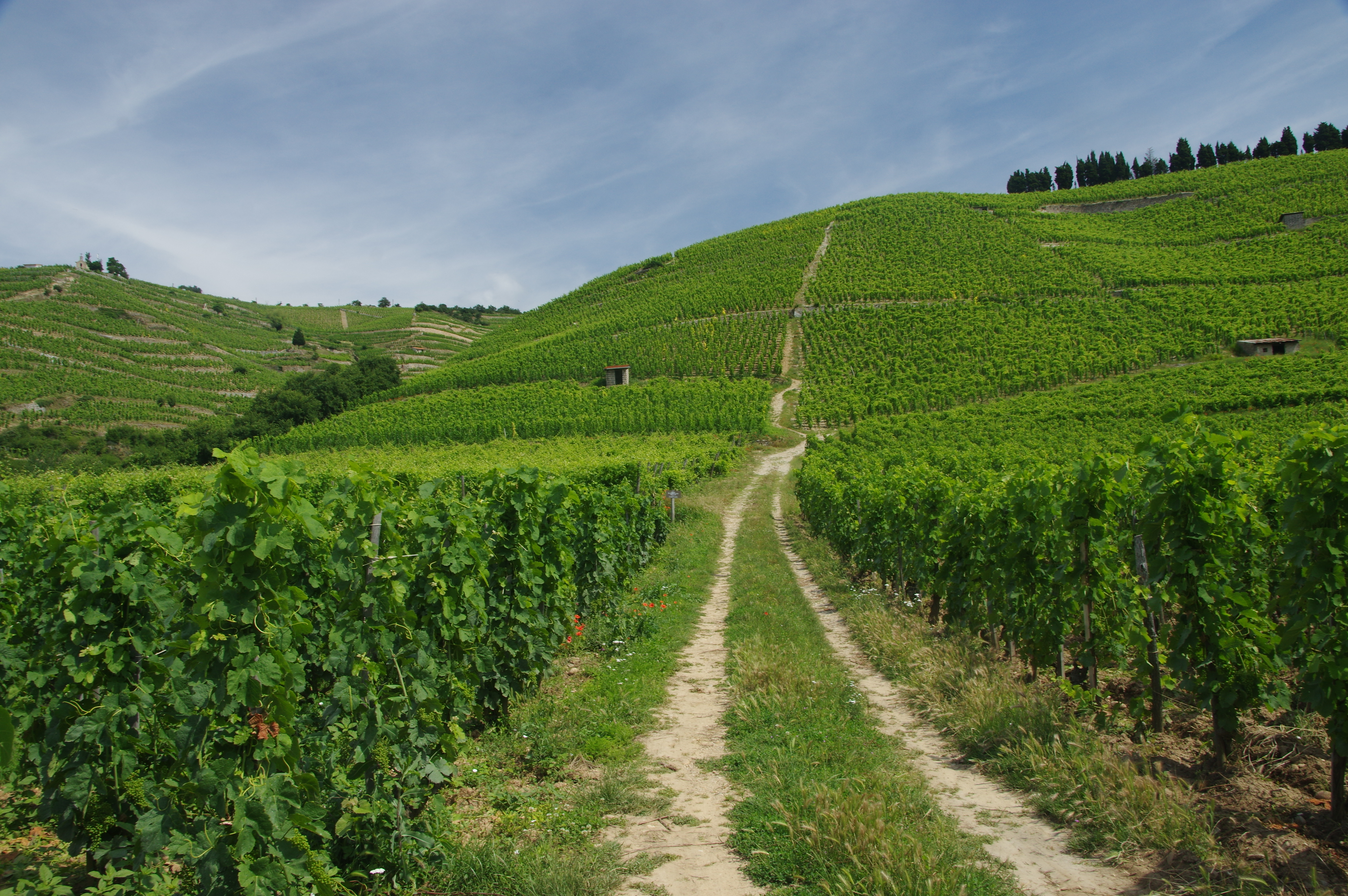 Vinstokke på bakkerne ved Tain-l'Hermitage