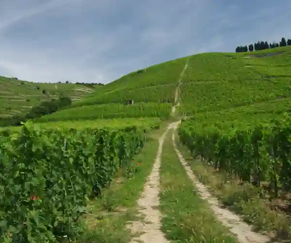 Vinstokke på bakkerne ved Tain-l'Hermitage