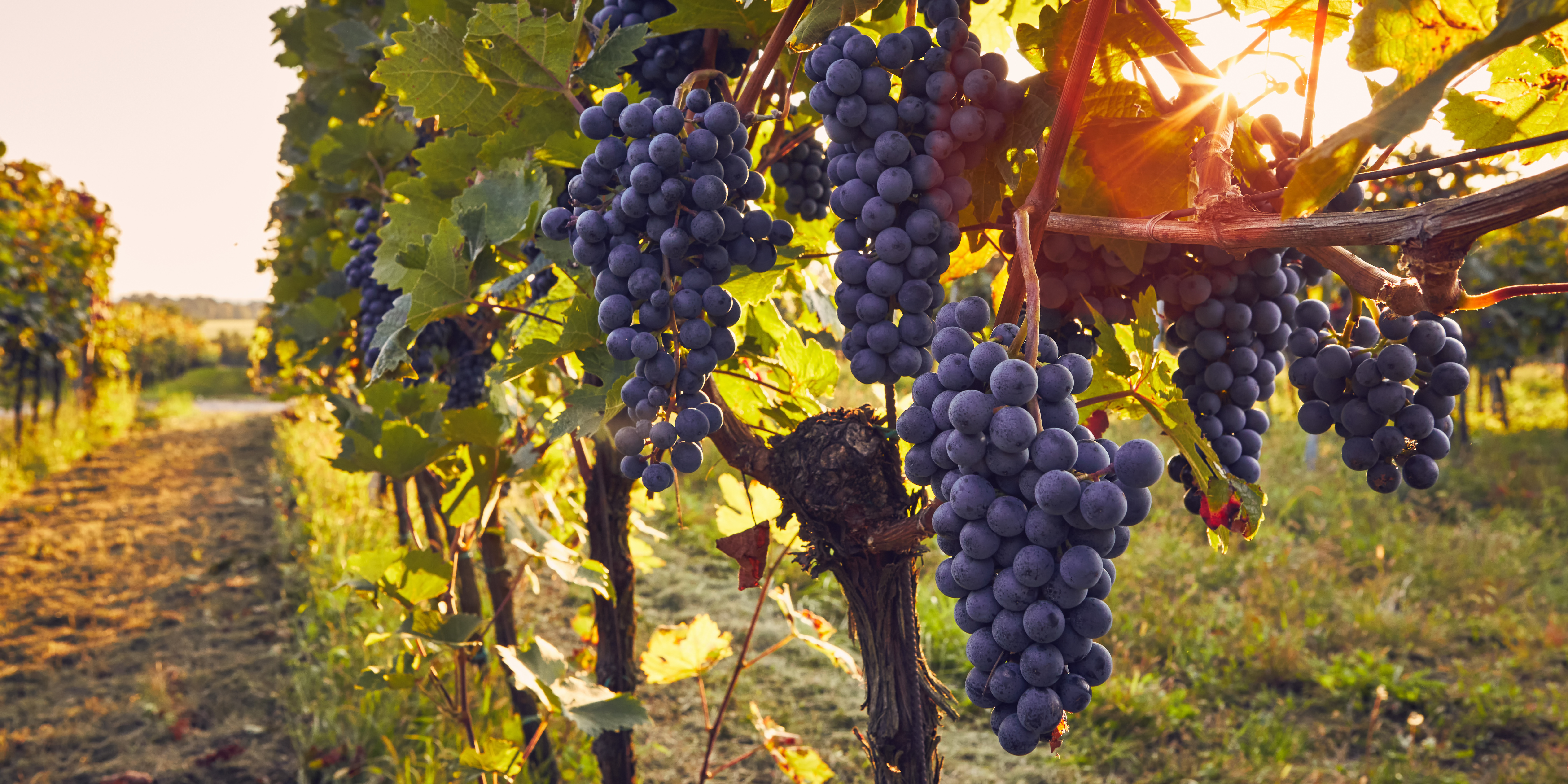 Vinranke 