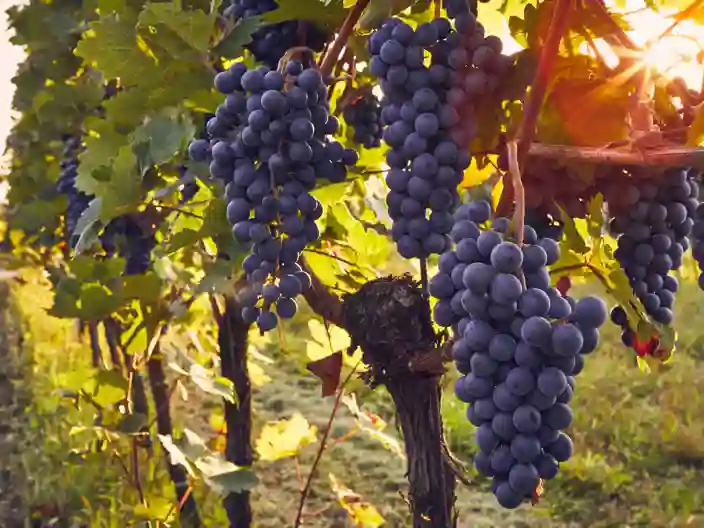 Vinranke