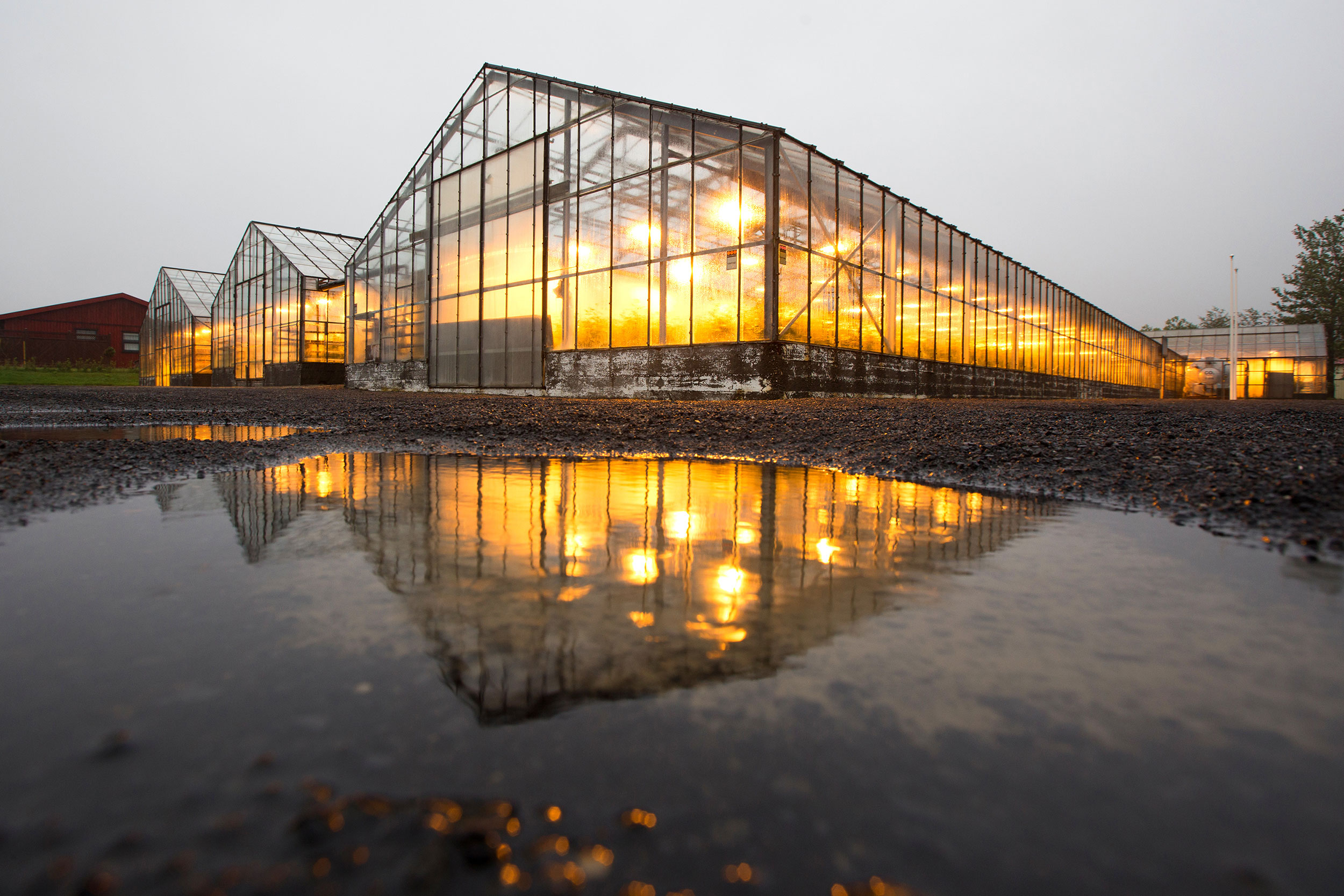 Geotermisk drivhus i Hveragerði