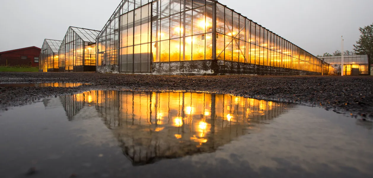 Geotermisk drivhus i Hveragerði