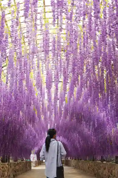 Blåregn i Kawachi Fuji Garden
