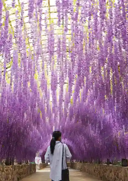 Blåregn i Kawachi Fuji Garden