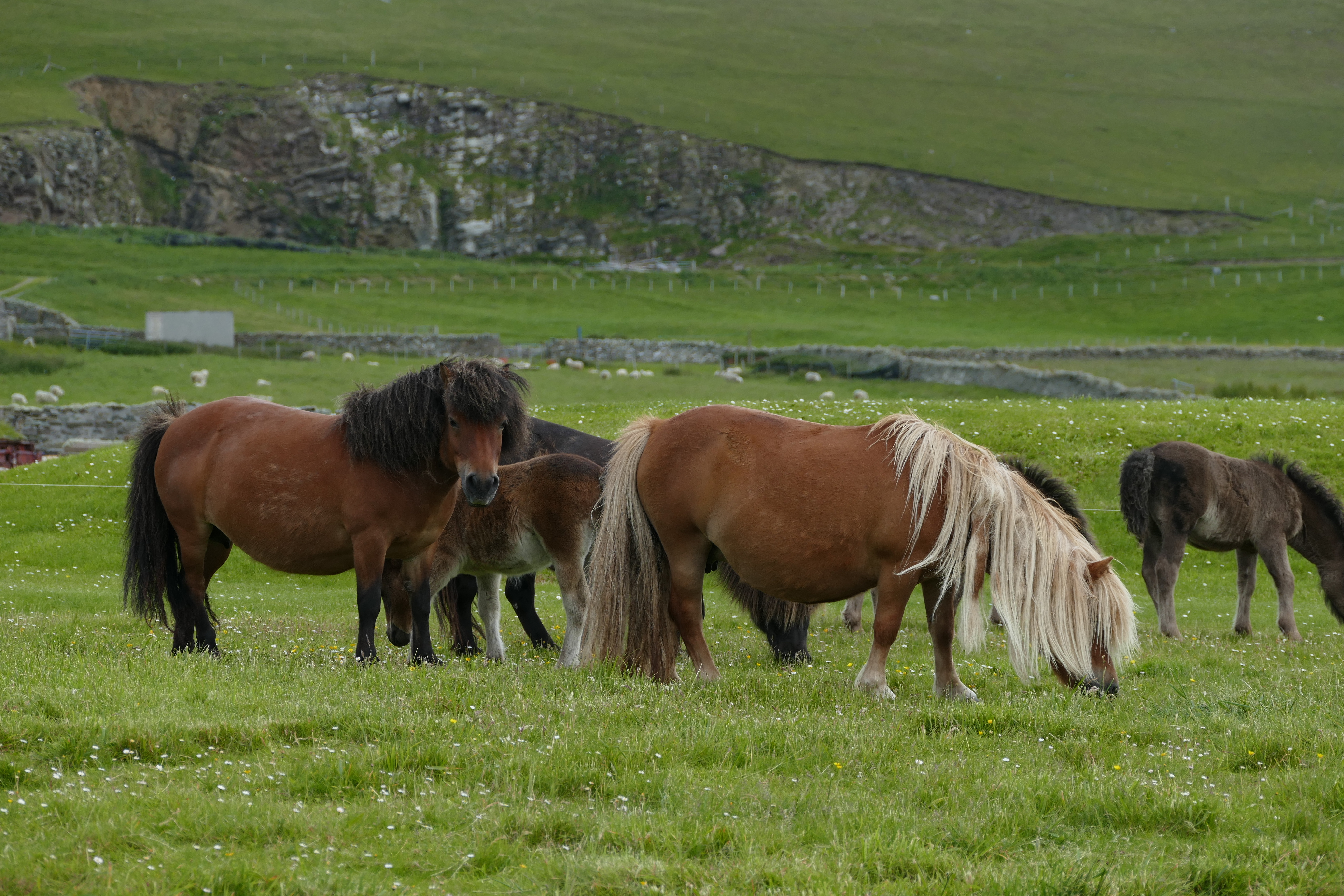 Shetlands heste