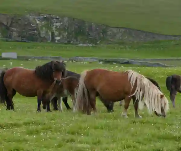 Shetlands heste
