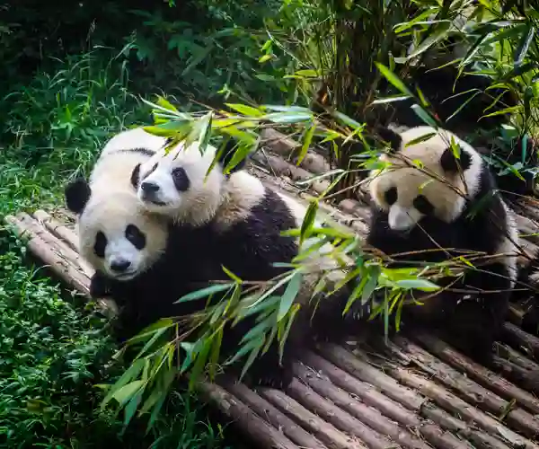 Pandaer i Chengdu