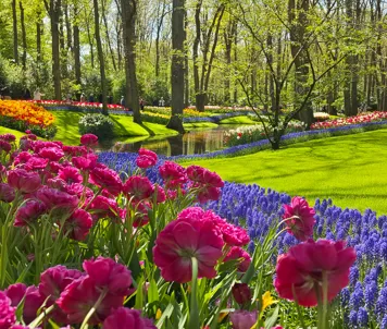 Keukenhof