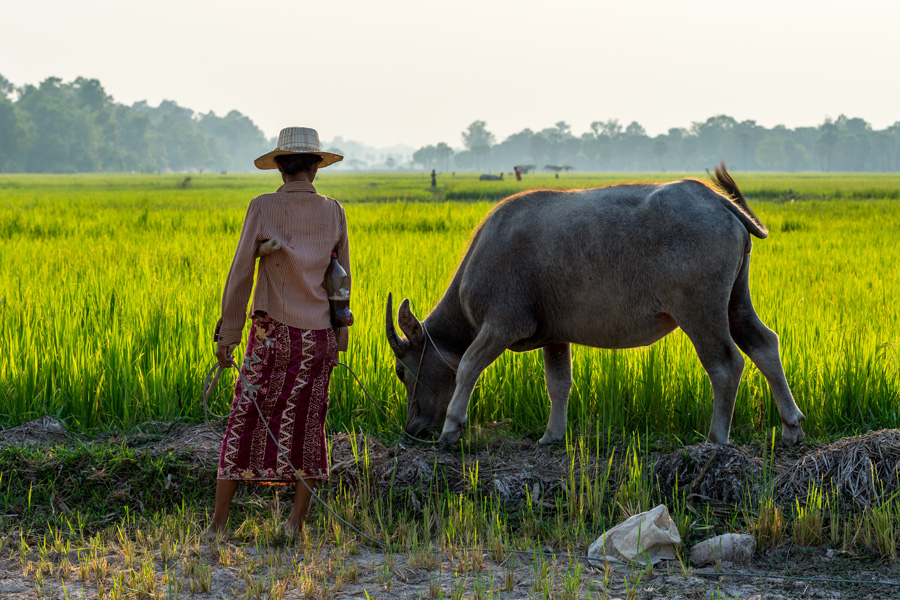 De gröna risterrasserna omger landskapet runt Siem Reap.