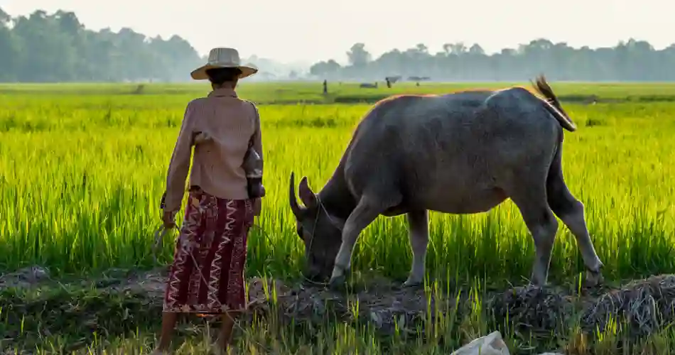 De gröna risterrasserna omger landskapet runt Siem Reap.