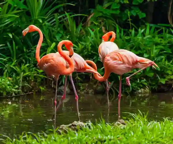 Lyserøde Flamengoer